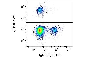 Flow cytometry analysis (surface staining) of human peripheral blood using anti-IgG (Fc), clone EM-07, FITC. (Maus anti-Human IgG Fc (Fc Region) Antikörper (FITC))