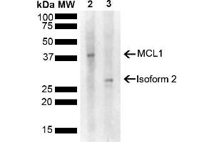 Western blot analysis of Rat, Mouse Liver showing detection of 37. (MCL-1 Antikörper  (AA 70-170) (FITC))