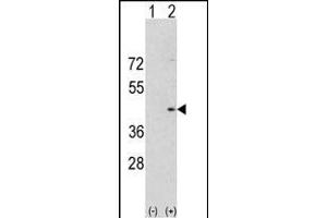 Western Blotting (WB) image for anti-Aurora Kinase A (AURKA) (AA 364-392), (C-Term) antibody (ABIN1882163)