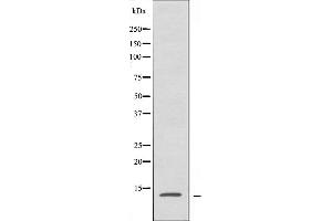 Western blot analysis of extracts from HepG2 cells, using RPL34 antibody. (RPL34 Antikörper)