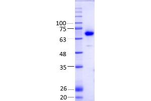 SDS-PAGE (SDS) image for Spermine Oxidase (SMOX) (AA 1-555) protein (Strep Tag) (ABIN3077180)