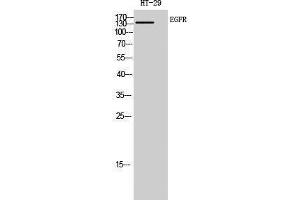 Western Blotting (WB) image for anti-Epidermal Growth Factor Receptor (EGFR) (Ser322), (Ser325) antibody (ABIN3180031) (EGFR Antikörper  (Ser322, Ser325))