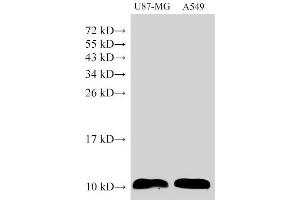 Western Blot analysis of U87-MG and A549 cells using S100A6 Polyclonal Antibody at dilution of 1:1500