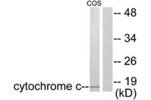 Western blot analysis of extracts from COS7 cells, using Cytochrome c Antibody. (Cytochrome C Antikörper  (AA 10-59))