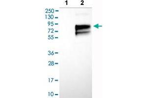Western blot analysis of Lane 1: Negative control (vector only transfected HEK293T lysate), Lane 2: Over-expression lysate (Co-expressed with a C-terminal myc-DDK tag (~3. (Poliovirus Receptor Antikörper  (AA 28-129))