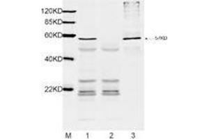 Lane1: 1 µL E-coli lysate with DYKDDDDK-tag protein (MW: 57 kDa) and 2 µg Mouse Anti-DYKDDDDK-tag Monoclonal Antibody (ABIN387700) for IP. (DYKDDDDK Tag Antikörper)