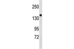 Integrin alpha 2 antibody western blot analysis in mouse kidney tissue lysate (ITGA2 Antikörper  (AA 1152-1180))