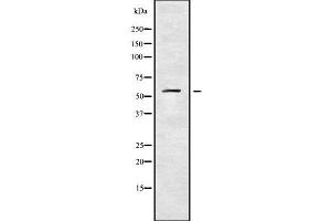 Western blot analysis of KCNS1 using LOVO whole cell lysates