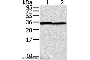 Western blot analysis of A375 cell, using STX3 Polyclonal Antibody at dilution of 1:400 (STX3 Antikörper)