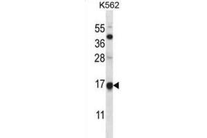 Western Blotting (WB) image for anti-Mago-Nashi Homolog (MAGOH) antibody (ABIN2997934) (MAGOH Antikörper)