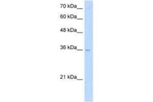 Western Blotting (WB) image for anti-Primase, DNA, Polypeptide 2 (58kDa) (PRIM2) antibody (ABIN2463269) (PRIM2 Antikörper)