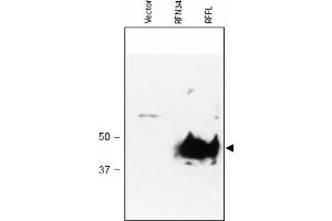 Image no. 1 for anti-Ring Finger and FYVE-Like Domain Containing 1 (RFFL) (AA 1-363), (N-Term) antibody (ABIN401034)