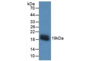 Western Blot; Sample: Recombinant VEGFA, Human. (VEGFA Antikörper  (AA 28-147))