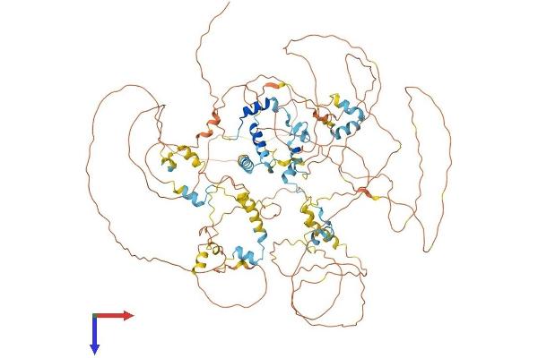 EIF4ENIF1 Protein (AA 1-983) (His tag)