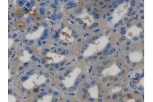 DAB staining on IHC-P; Samples: Mouse Stomach Tissue (Ghrelin Antikörper  (AA 28-117))