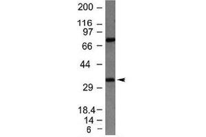 Western blot testing of HepG2 lysate with Bcl10 antibody (BCL10 Antikörper  (AA 122-168))