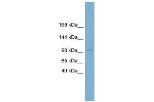 Calsyntenin 1 antibody used at 1 ug/ml to detect target protein.