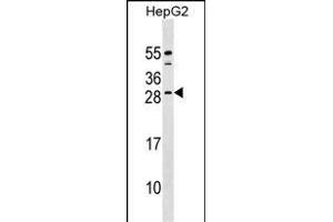 CABP4 Antibody (C-term) (ABIN1536786 and ABIN2848976) western blot analysis in HepG2 cell line lysates (35 μg/lane).