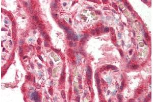 Human Placenta (formalin-fixed, paraffin-embedded) stained with PLEKHA8 antibody ABIN337060 at 2. (PLEKHA8 Antikörper  (AA 428-440))
