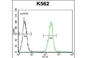 RS2 Antibody (Center) (ABIN391806 and ABIN2837974) flow cytometric analysis of K562 cells (right histogram) compared to a negative control cell (left histogram). (AARS2 Antikörper  (AA 366-394))