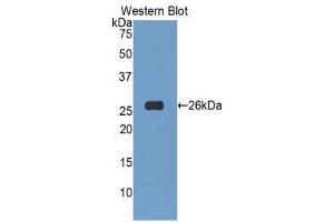 Western Blotting (WB) image for anti-Tumor Necrosis Factor (Ligand) Superfamily, Member 14 (TNFSF14) (AA 62-240) antibody (ABIN5661996) (TNFSF14 Antikörper  (AA 62-240))