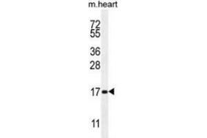 Western blot analysis in mouse heart tissue lysates (35ug/lane) using SPACA5 Antibody .