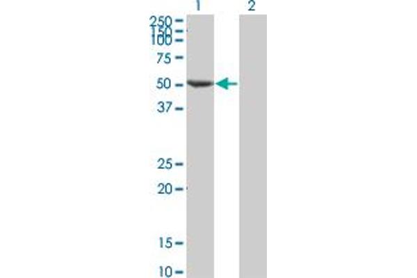 FLI1 Antikörper  (AA 1-452)