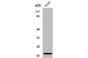 Western Blot analysis of HepG2 cells using MRP-L41 Polyclonal Antibody (MRPL41 Antikörper  (Internal Region))