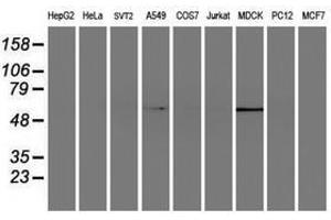 Image no. 2 for anti-ELK3, ETS-Domain Protein (SRF Accessory Protein 2) (ELK3) antibody (ABIN1498007) (ELK3 Antikörper)