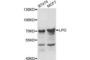 Western blot analysis of extracts of various cell lines, using LPO antibody (ABIN5975248) at 1/1000 dilution. (LPO Antikörper)