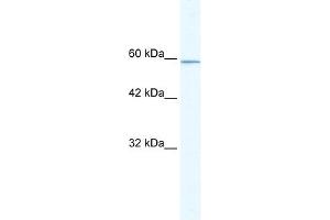 KLHL5 antibody (20R-1097) used at 0. (KLHL5 Antikörper  (N-Term))