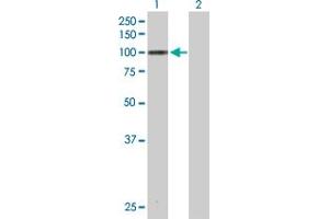 Western Blot analysis of MARK3 expression in transfected 293T cell line by MARK3 MaxPab polyclonal antibody. (MARK3 Antikörper  (AA 1-729))