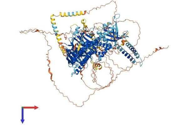 ARHGEF10 Protein (AA 1-1345) (His tag)