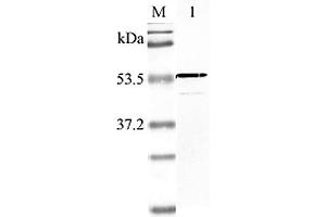 Western blot analysis using anti-Nampt (human), pAb  at 1:2'000 dilution. (NAMPT Antikörper  (AA 40-56))