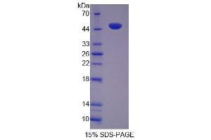 SDS-PAGE (SDS) image for Tuftelin 1 (TUFT1) (AA 1-390) protein (His tag) (ABIN6239201) (TUFT1 Protein (AA 1-390) (His tag))