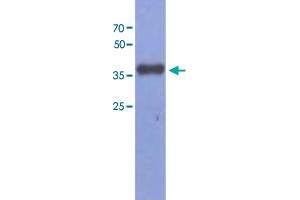 Western blot analysis of Mouse muscle extract (40 ug) by using FBP2 monoclonal antibody, clone AT1E11 (1:1000). (FBP2 Antikörper  (AA 1-339))
