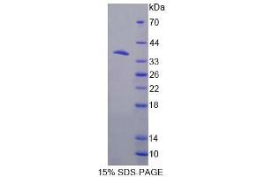 SDS-PAGE analysis of Mouse NP Protein. (PNP Protein)