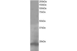 Image no. 1 for anti-Pallidin Homolog (PLDN) (C-Term) antibody (ABIN374323) (Pallidin Antikörper  (C-Term))