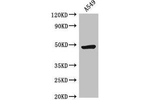 Western Blot Positive WB detected in: A549 whole cell lysate All lanes: HRH3 antibody at 2. (HRH3 Antikörper  (AA 236-332))