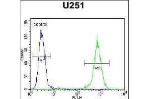 GGTLC2 Antibody (Center) (ABIN654174 and ABIN2844032) flow cytometric analysis of  cells (right histogram) compared to a negative control cell (left histogram). (GGTLC2 Antikörper  (AA 127-154))