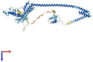 DNAJC2 Protein (AA 1-621) (His tag)