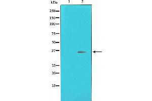 Western blot analysis of CREB expression in UV treated HeLa whole cell lysates,The lane on the left is treated with the antigen-specific peptide.