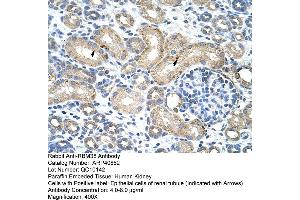 Rabbit Anti-RBM38 Antibody  Paraffin Embedded Tissue: Human Kidney Cellular Data: Epithelial cells of renal tubule Antibody Concentration: 4. (RBM38 Antikörper  (N-Term))