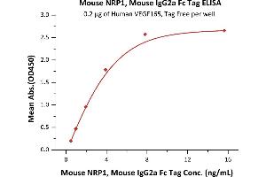 Immobilized Human VEGF165, Tag Free (ABIN2181903,ABIN2693608,ABIN3071747) at 2 μg/mL (100 μL/well) can bind Mouse NRP1, Mouse IgG2a Fc Tag (ABIN5954940,ABIN6809981) with a linear range of 0. (Neuropilin 1 Protein (NRP1) (AA 22-856) (Fc Tag))