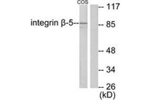 Western Blotting (WB) image for anti-Integrin beta 5 (ITGB5) (AA 721-770) antibody (ABIN2889214) (Integrin beta 5 Antikörper  (AA 721-770))