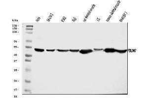 Western blot analysis of PDLIM7 using anti-PDLIM7 antibody (ABIN7601048). (PDLIM7 Antikörper  (AA 275-457))