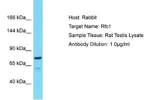 Host: Rabbit Target Name: Rfc1 Sample Type: Rat Testis lysates Antibody Dilution: 1. (RFC1 Antikörper  (C-Term))