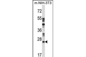 LTM4A Antibody (N-term) 13816a western blot analysis in mouse NIH-3T3 cell line lysates (35 μg/lane). (LAPTM4A Antikörper  (N-Term))