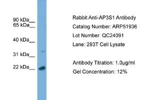WB Suggested Anti-AP3S1  Antibody Titration: 0. (AP3S1 Antikörper  (C-Term))