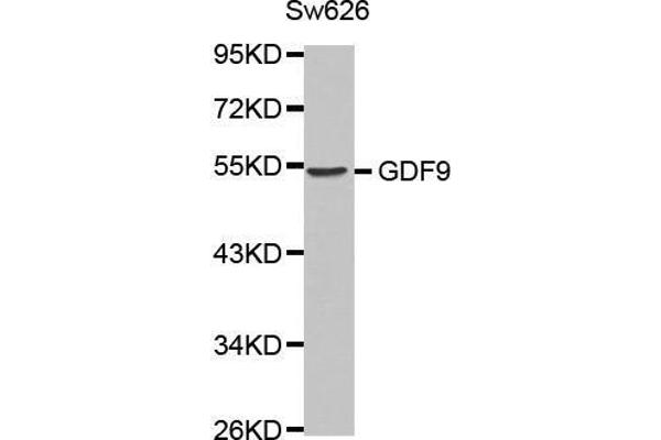 GDF9 Antikörper  (AA 205-454)